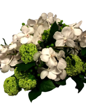White Vanda
