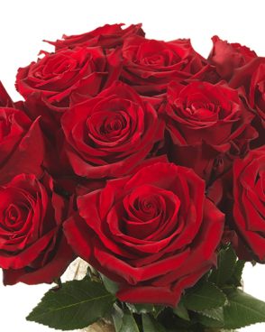 Rose rosse extra stelo lungo